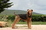 AIREDALE TERRIER 350